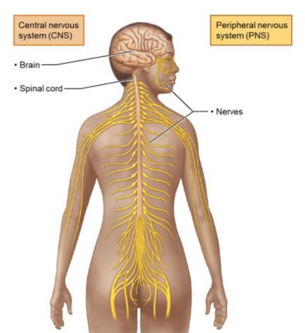 <p>Central Nervous System (CNS)</p>