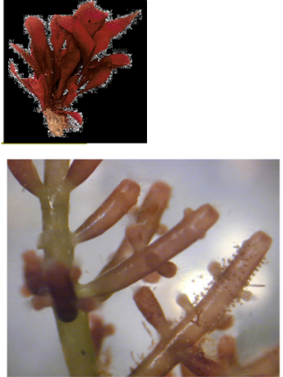 term image