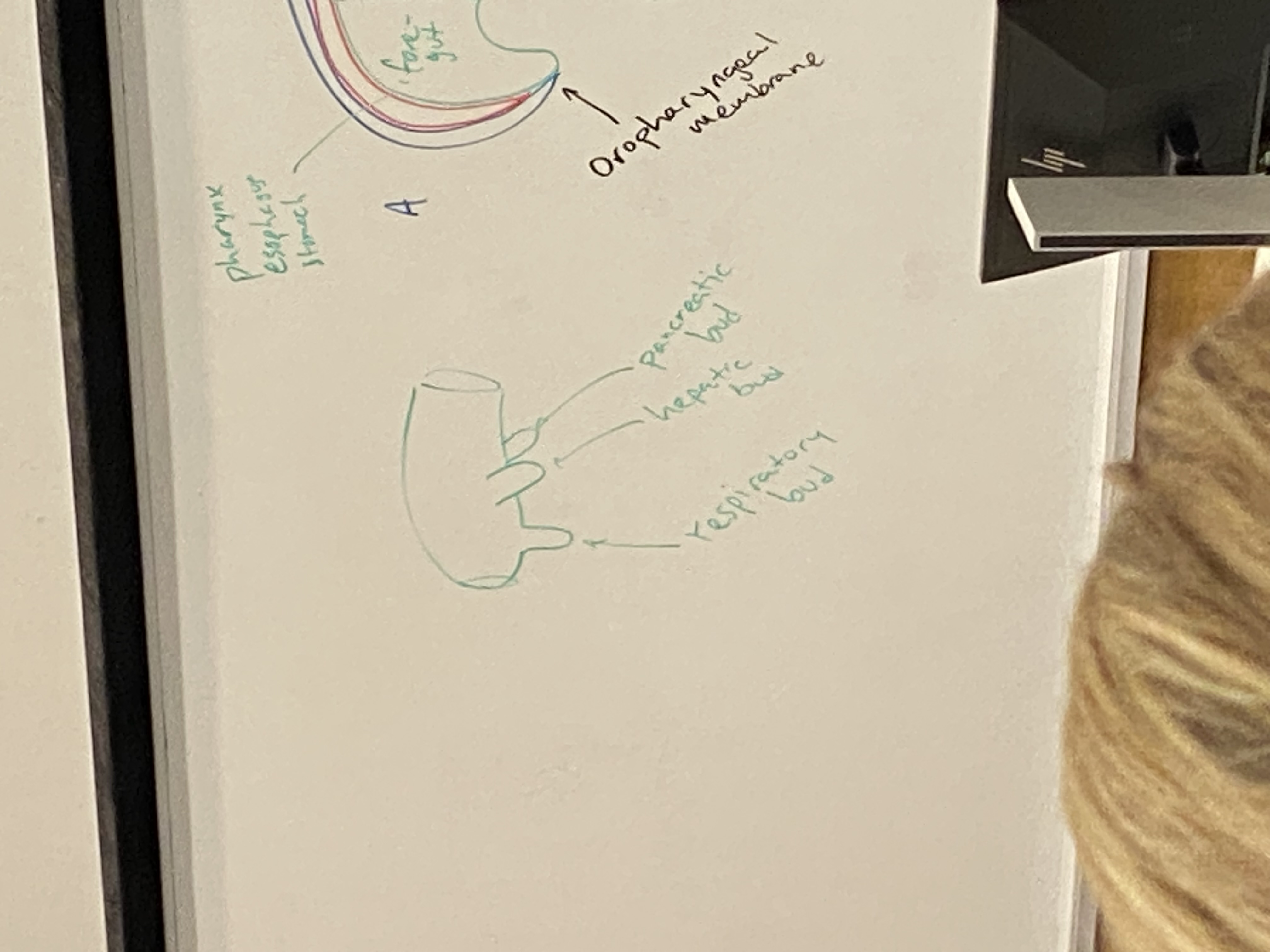 <p>posterior: pancreatic bud. becomes pancreas and its ducts</p><p>side-ish: hepatic bud. becomes liver and gallbladder and their ducts</p><p>most anterior: respiratory bud. becomes lungs</p>