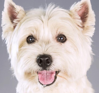 <p>West Highland White Terrier</p>
