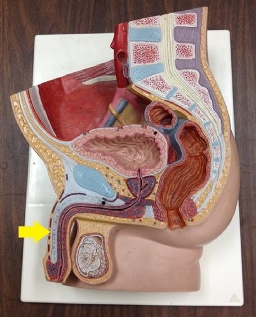 <p>Identify the organ.</p>