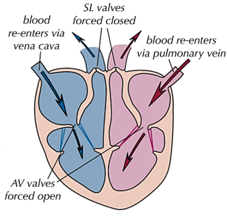 <p><u>atria and ventricles </u><span style="color: blue"><u>relax</u></span></p><p>-as <strong>ventricles relax</strong>, the pressure <strong>becomes higher</strong> in <strong><u>aorta and pulmonary artery</u></strong> so <strong>semi-lunar</strong> valves <span style="color: red"><strong>close </strong></span>to <strong>prevent backflow</strong></p><p>-blood flows <strong>into the atria</strong> as there is <strong>higher pressure</strong> in <strong><u>vena cava and pulmonary vein</u></strong> so <strong>pressure </strong>of <span style="color: green">atria </span><span style="color: blue"><strong>increases</strong></span></p><p>-as <strong>ventricles continue to relax</strong>, their <strong>pressure </strong><span style="color: red"><strong>falls below</strong> </span><span style="color: green">atrial </span><span>pressure</span> so <strong>atrioventricular </strong>valves <span style="color: blue"><strong>open</strong></span></p><p>-so blood <strong>flows into ventricles</strong> passively</p>