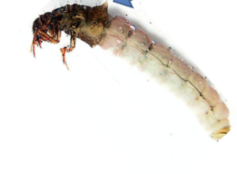 <p>Identify, Name ecology and feeding type</p>