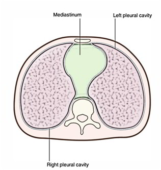 <p>cavity in center of chest between lungs (where the heart is located)</p>