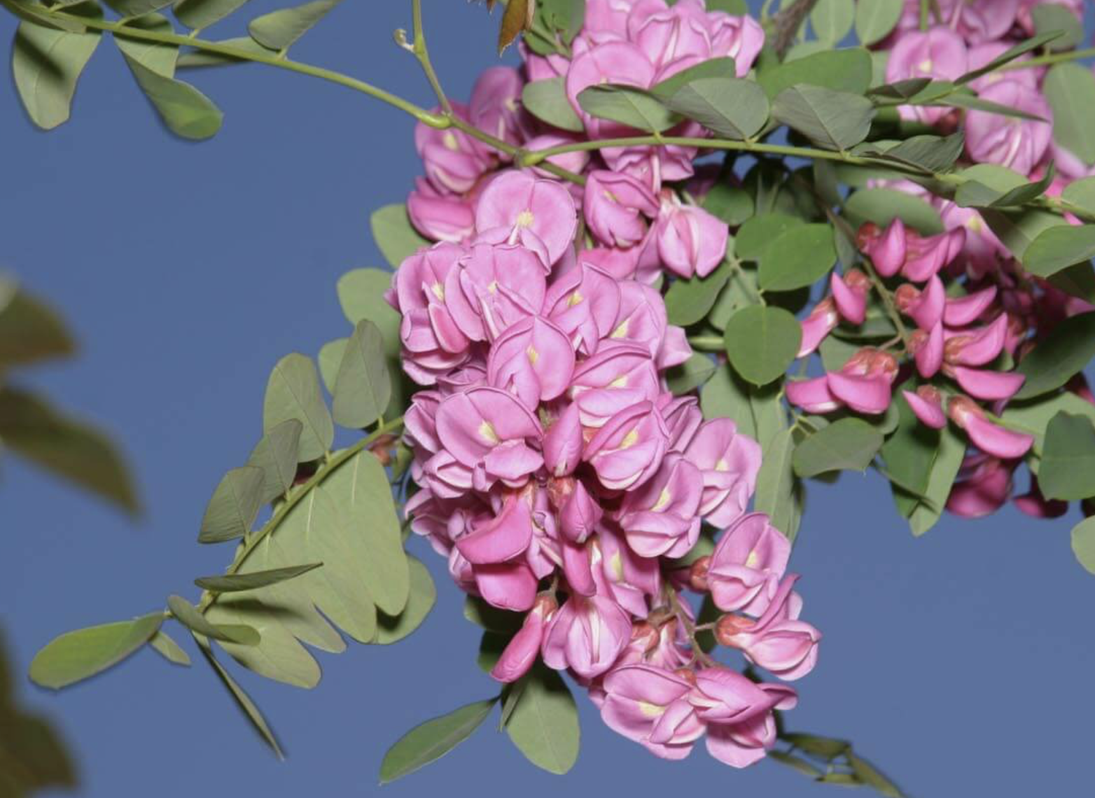 <p>pink locust</p><p>has larger leaves then honey locus, </p>