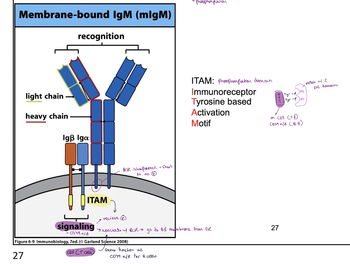 <p>receive phosphorylation = phosphorylation domains </p><ul><li><p>allows signal transduction </p></li><li><p>can bind w/ protein w/ 2 SH2 domains </p></li></ul><p></p>