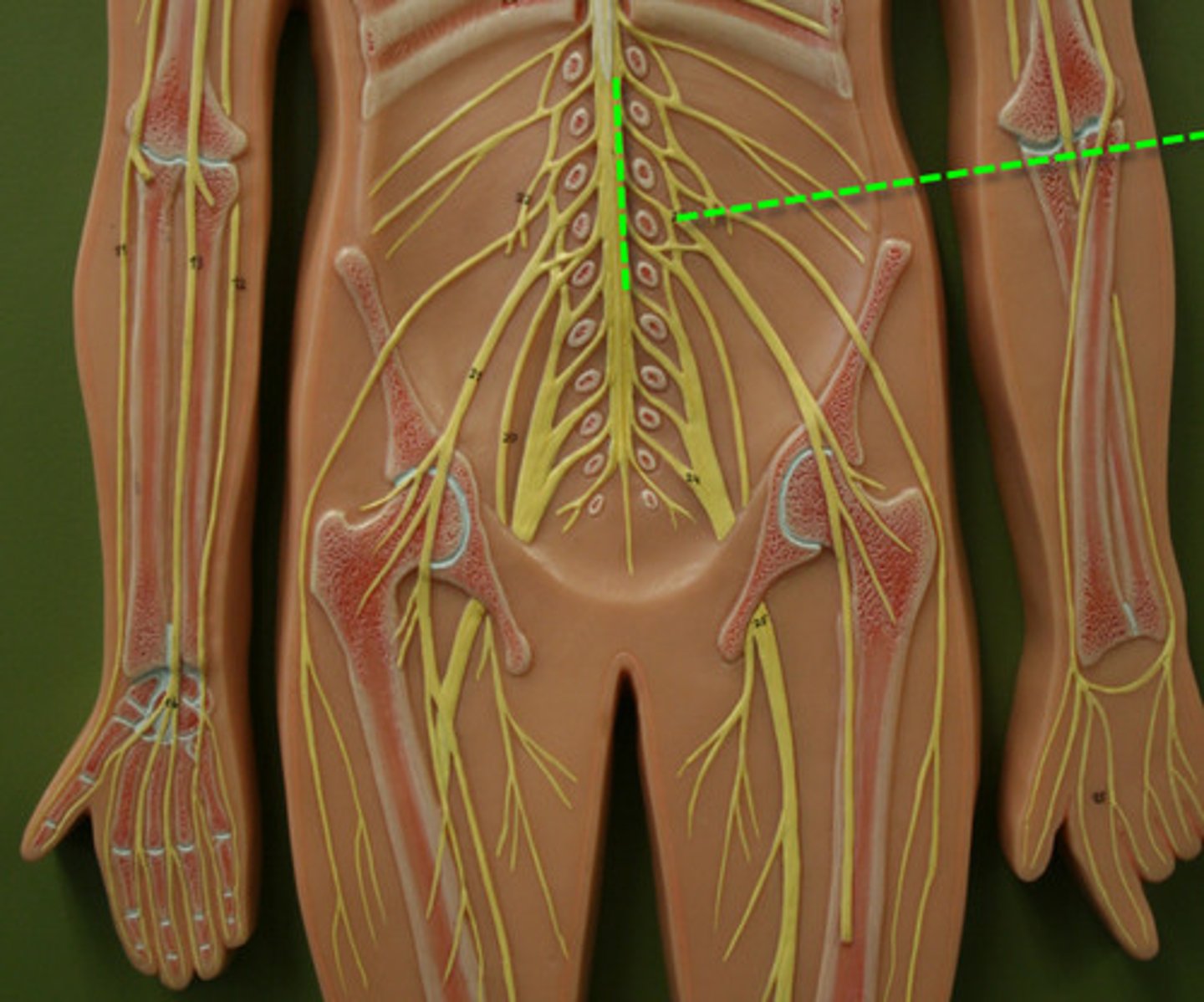 <p>(L1-L4)</p>