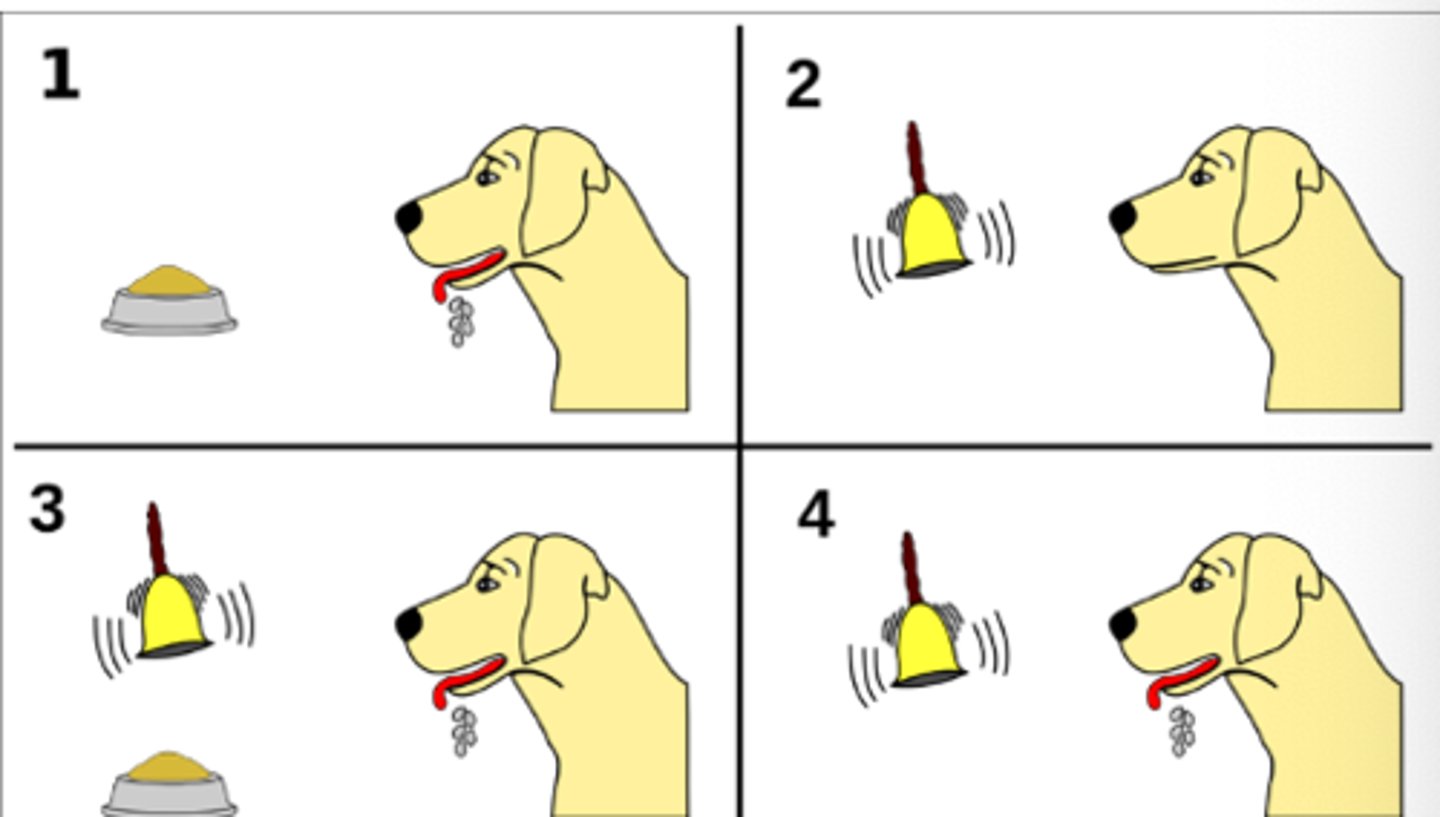 <p>Environmental evidence - SLT Bandura's bobo-doll study, behaviourist studies on conditioning (Pavlov's dog, Skinner's box)</p>