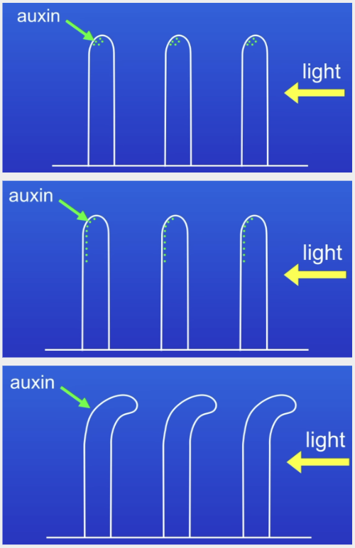 <ol><li><p>Light causes auxin to concentrate on the darker side of the shoot tip</p></li><li><p>Auxin spreads down the shoot</p></li><li><p>So cells on the darker side grow faster than cells on the lighter side</p></li><li><p>Causes the shoot to grow towards the light</p></li></ol>