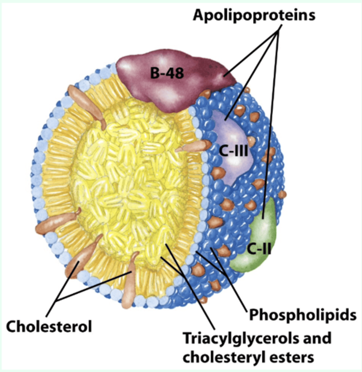 <p>surface is a layer of phospholipids</p><p>triacylglycerols inside (yellow) make up more than 80% of the mass.</p><p>several apolipoproteins are on surface</p>