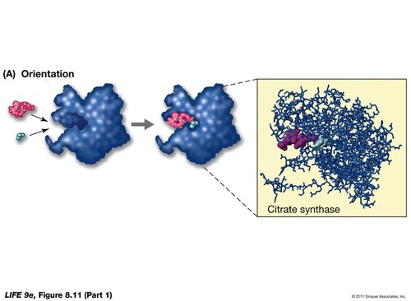 <p>The shape of the enzyme active site allows a specific substrate to fit.</p>