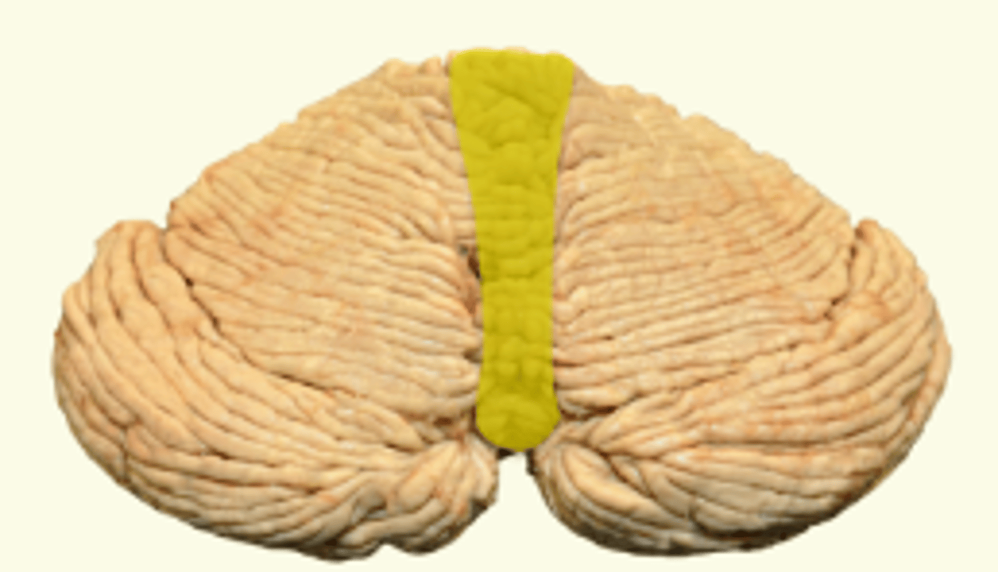 <p>connects cerebellar hemispheres</p><p>looks like a worm</p>