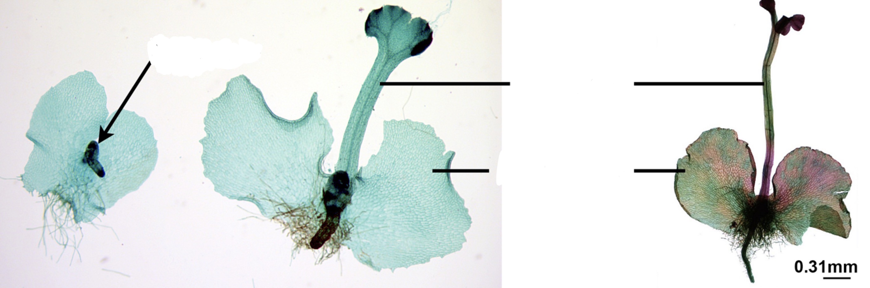 <p>Identify the sporophyte and gametophyte on the image</p>