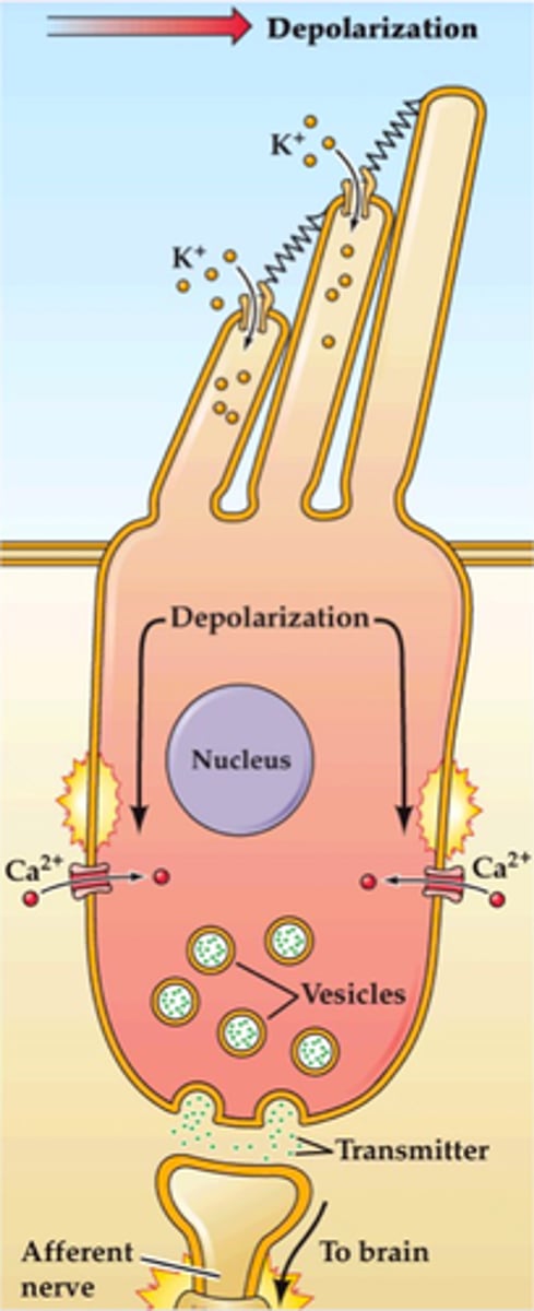 <p>-Inner hair cells</p><p>-Single transmembrane protein at tip function as mechanically gated ion channel</p>