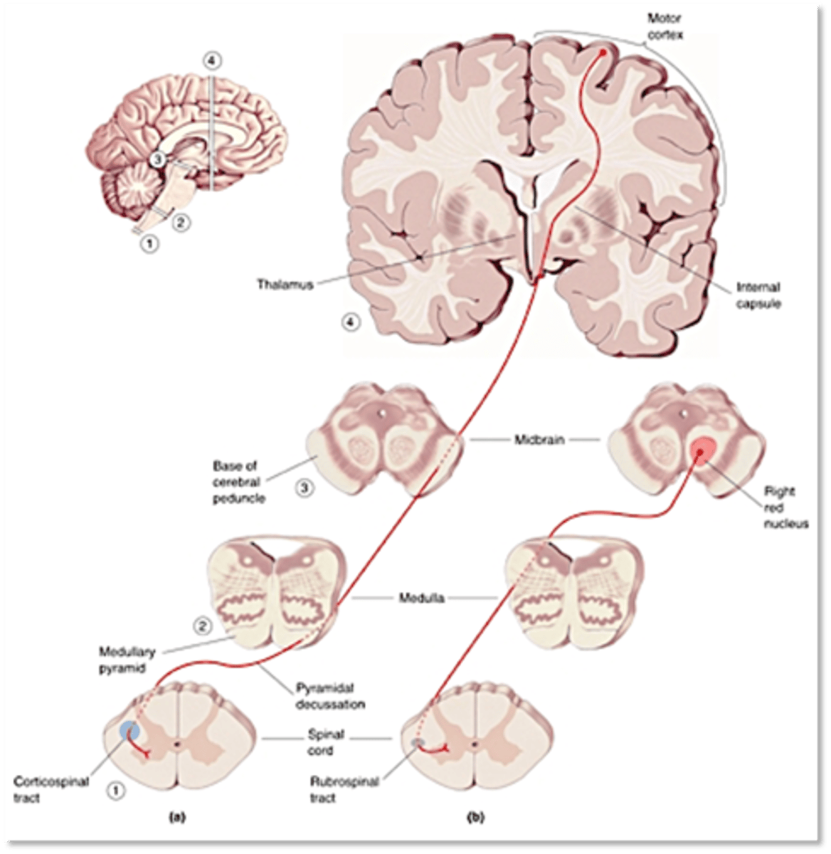 <p>The axons of the CST originate in which layer of the motor cortex?</p>