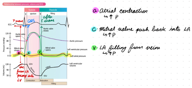 <p>a Wave: Atrial contraction</p><ul><li><p>Increase pressure</p></li><li><p>During P wave</p></li></ul><p>c Wave: Mitral valve moving into atrium</p><ul><li><p>Increase pressure</p></li><li><p>During QRS</p></li></ul><p>v Wave: Venous atrial filling</p><ul><li><p>Increase pressure</p></li><li><p>After T wave</p></li></ul><p></p>