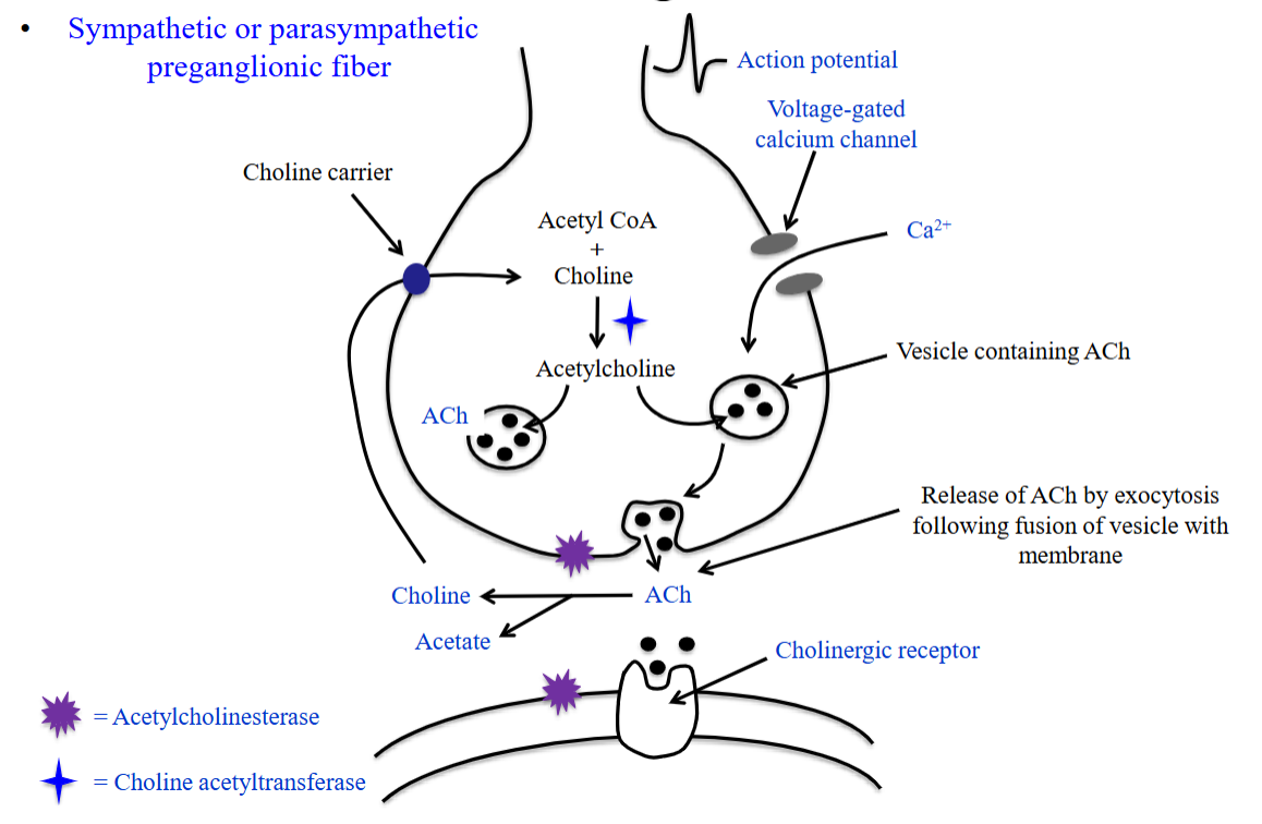 <ul><li><p>Ca²⁺ influx (down its gradient) triggers vesicle fusion with the membrane.</p></li><li><p>ACh is released by exocytosis.</p></li><li><p>ACh binds cholinergic receptors on the postsynaptic cell.</p></li></ul><p></p>