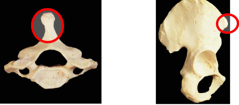 <p>Identify this</p>