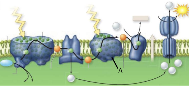 <p>On the following diagram of photosynthesis in the chloroplast, the thick arrow labeled with the letter A points to</p>
