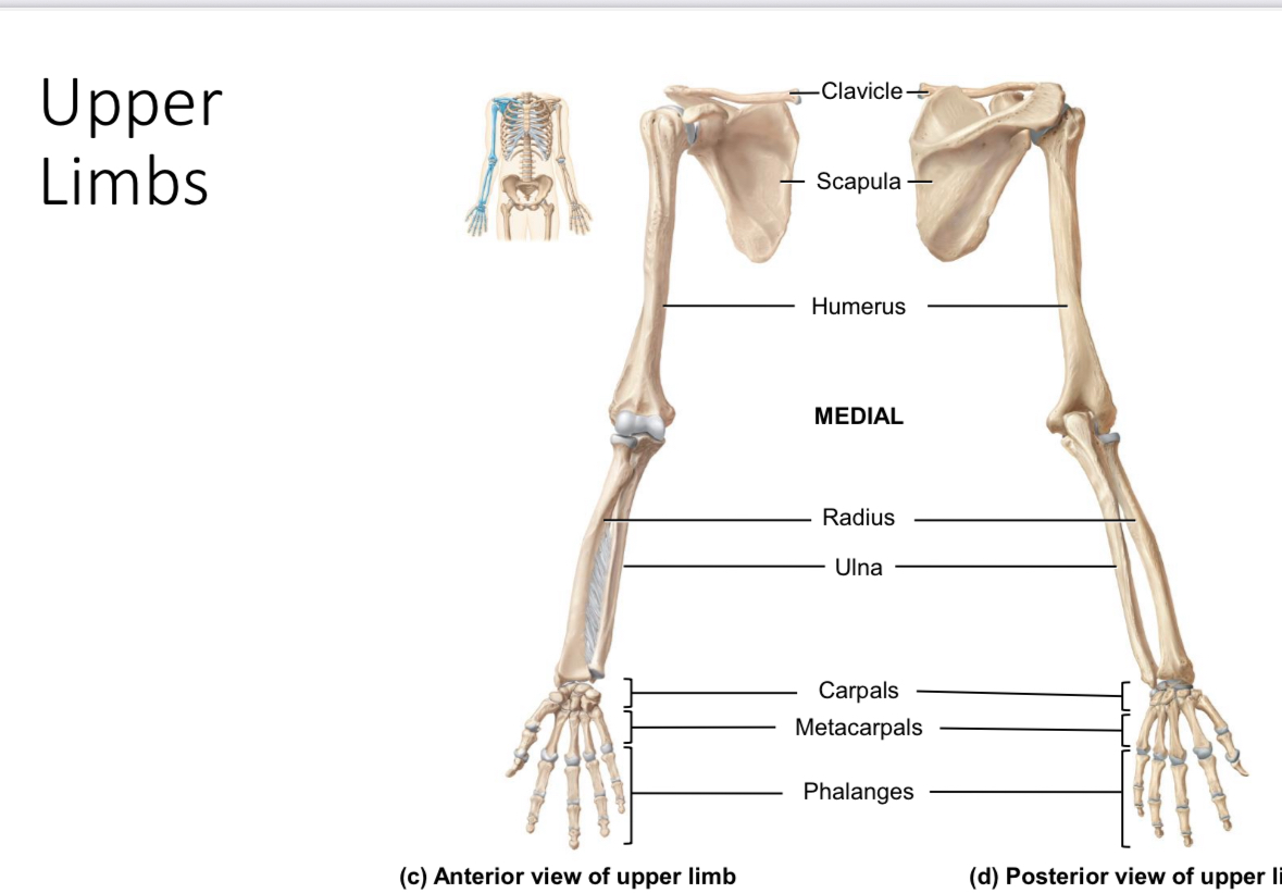 <p>Hand: carpals</p>