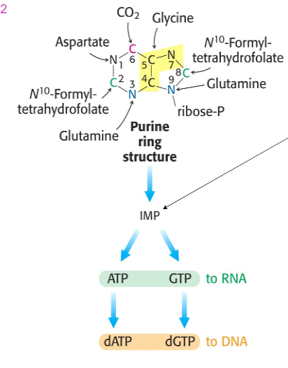 <p>Formation of Purines: A and G</p>