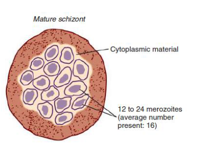 <p>12-24 merozoites</p>
