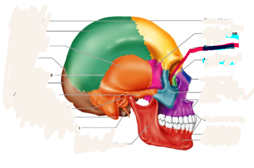 <p>forms part of the posterior portion of the nose, the orbit, and the floor of the cranium</p>