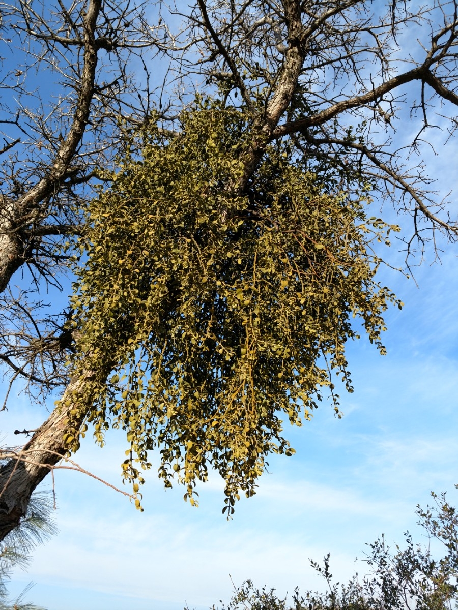 <p>Big leaf mistletoe</p>