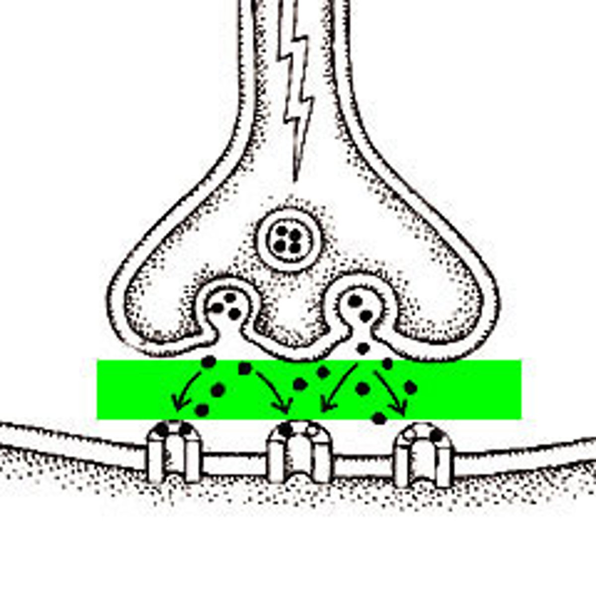 <p>the space between adjacent neurons; between the axon terminus and neighbouring dendrite</p>