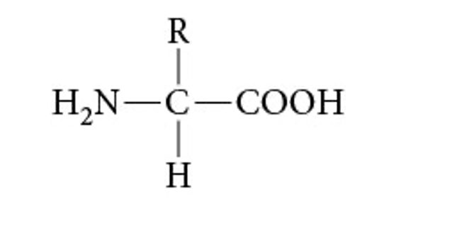 <p>Identify this structure. Describe the components. </p>
