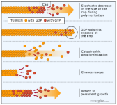 <p>refers to the rapid oscillation of microtubules between phases of growth and shrinkage. This behavior is crucial for cellular processes such as mitosis and cell motility. </p>