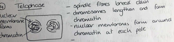 <p>Nuclear membrane forms around each mass of chromatin at each end of cell</p>