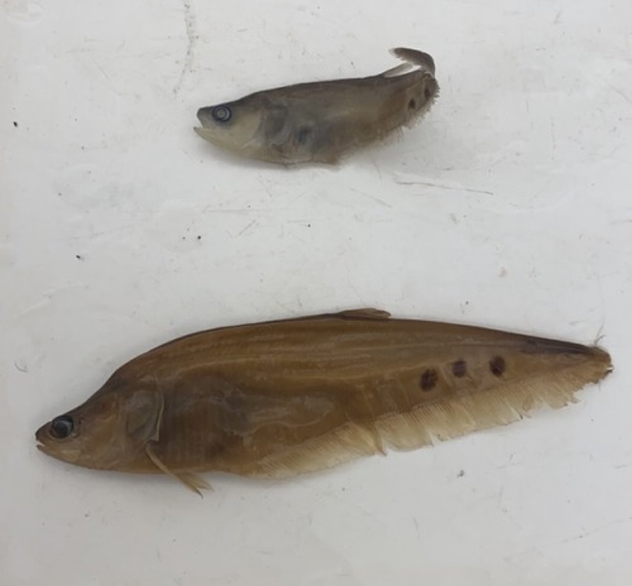 <p>featherfin knifefishes</p>