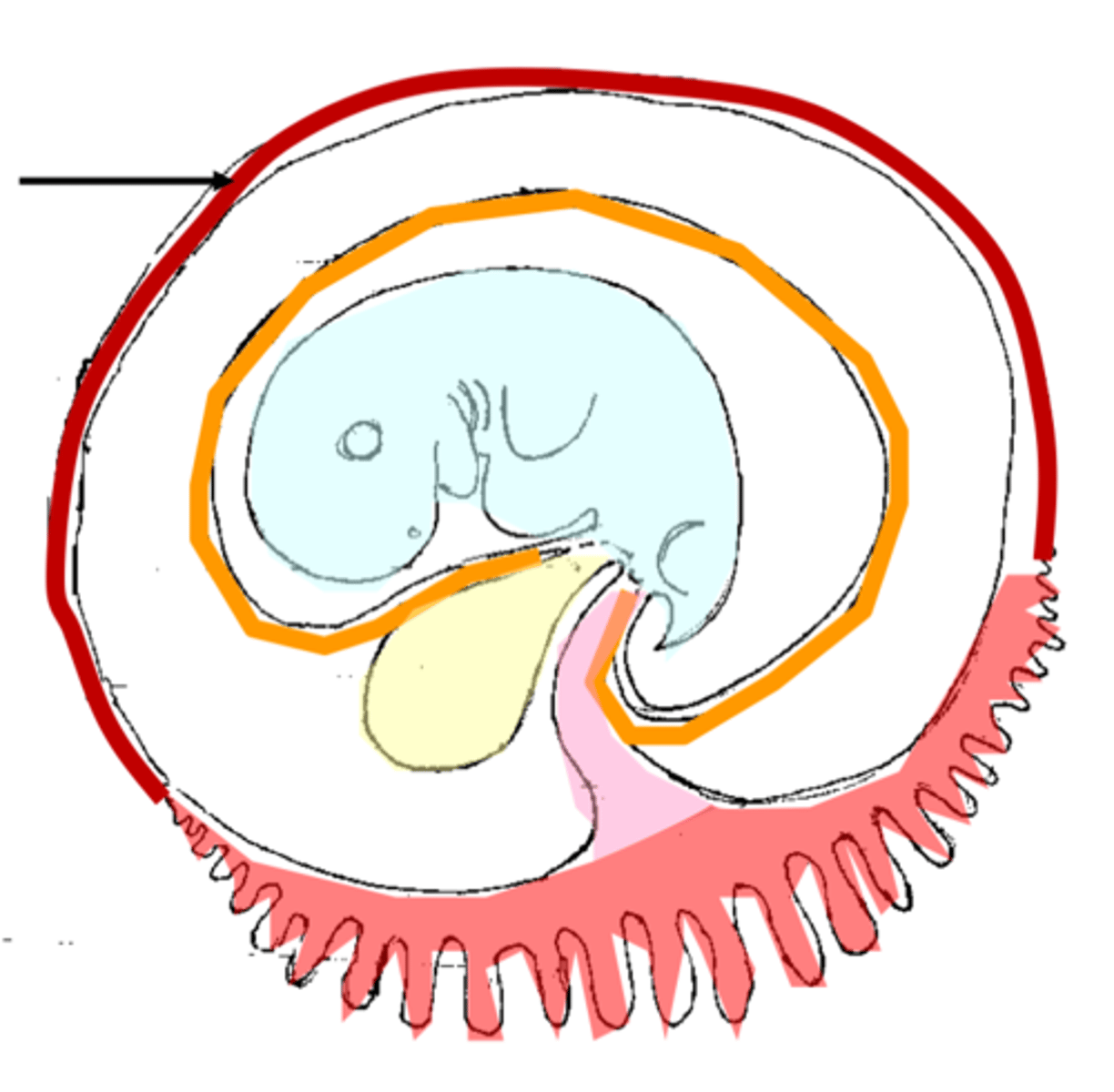 <p>The outer membrane that has villi that project into the endometrium; where the villi connect to the endometrium is where the placenta forms</p>