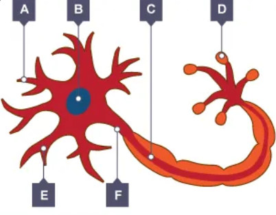 <p>label the nerve cell</p>