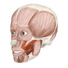 raises the mouth in a smile