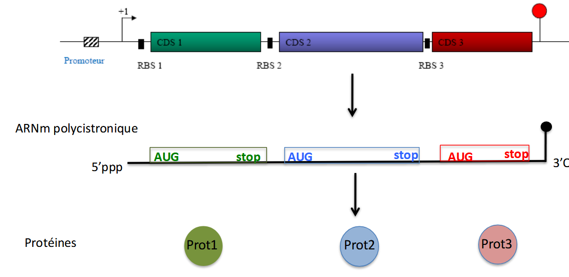 <p><strong>ARN messager qui contient plusieurs cadres de lecture (cistrons)</strong> → donc plusieurs gènes.<br><span data-name="point_right" data-type="emoji">👉</span> Un seul ARNm permet de produire <strong>plusieurs protéines différentes</strong>.</p>