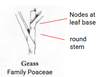 <p>Grasses</p>