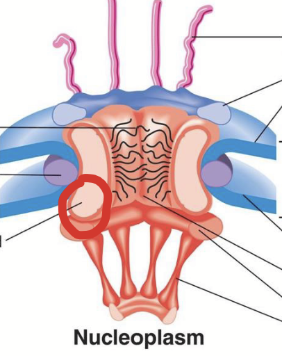 <p><strong><u>Part of the nuclear pore complex (NPC).</u></strong></p><ul><li><p>Composed of integral/trans membrane-bound nucleoporins.</p></li><li><p>Anchors NPC to nuclear envelope membranes (at junction of outer and inner membranes).</p></li><li><p>Forms aqueous <strong>central channel</strong> (~20-40 nm wide pore).</p></li></ul><p></p>
