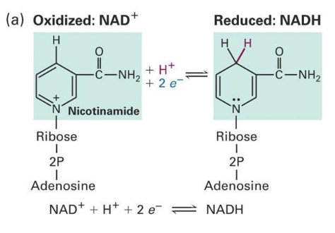 <p><strong>O</strong>xidation<strong> Is L</strong>oss</p><p><strong>R</strong>eduction<em>&nbsp;</em><strong>I</strong>s<strong> G</strong>ain</p><p></p><p>N within the nicotinamide of NAD+ <strong>gains</strong> two electrons and also gains a proton (H+) - now <strong>reduced </strong>to NAD<strong>H</strong></p><p></p><p>When NADH is<strong> oxidised</strong> it<strong> loses</strong>&nbsp;the electrons and proton - now<strong> oxidised&nbsp;</strong>&nbsp;to NAD+</p>