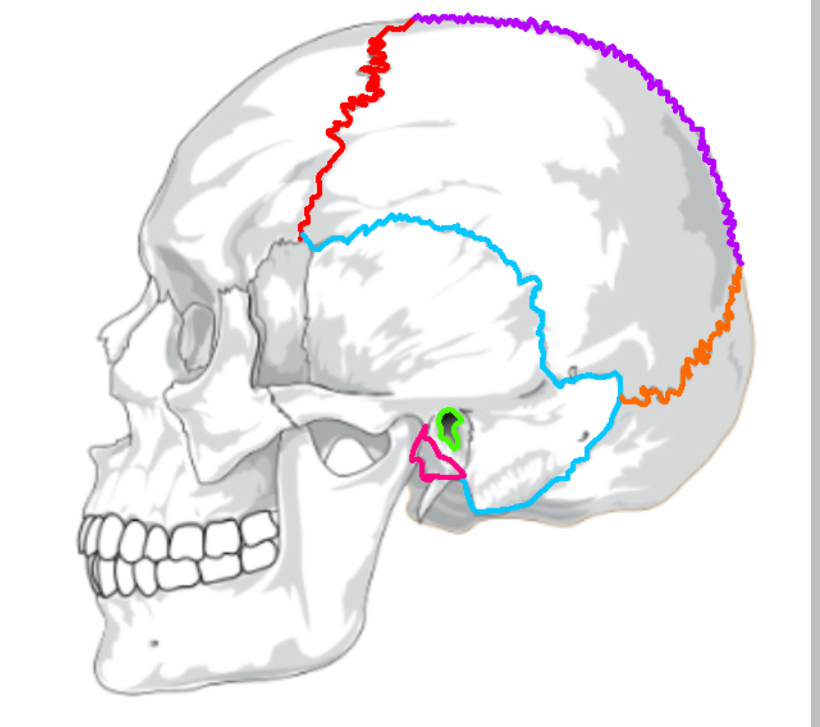 <p>What does the saggital suture separate</p>