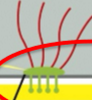 <p>anchors actin filaments in cell to ECM </p>