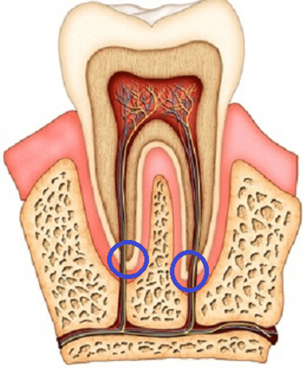 <p>the hole at the tip of the root where nerves and blood vessels enter the tooth</p>