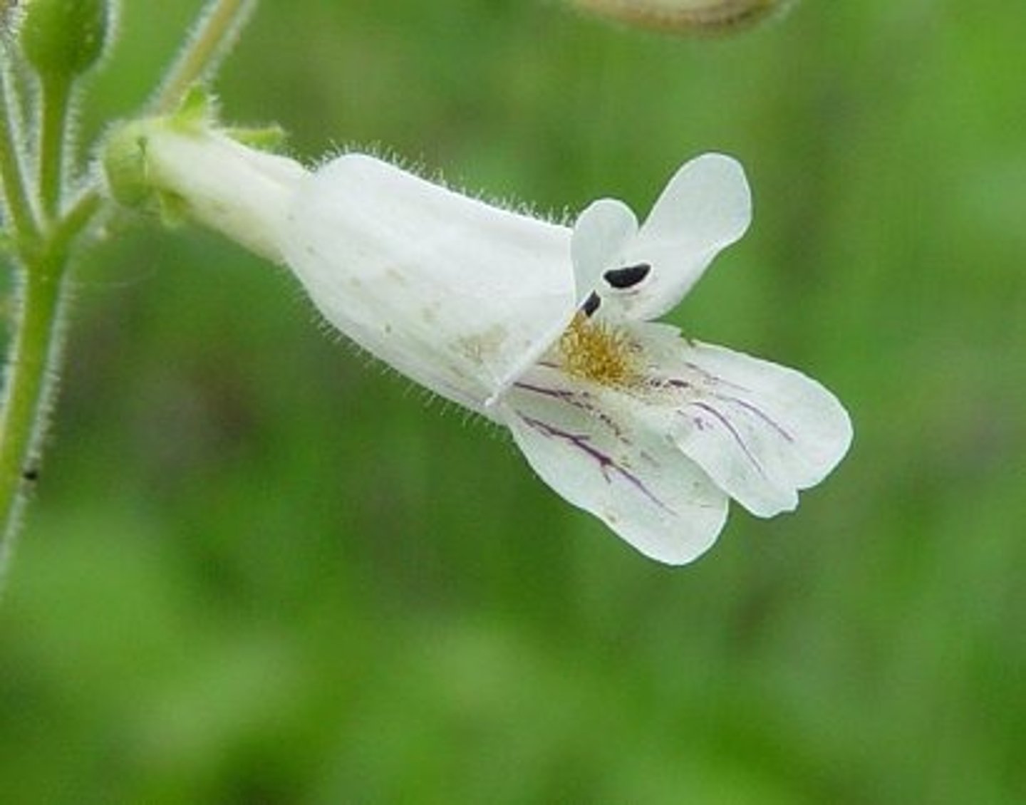 <p>what flower shape is this?</p>