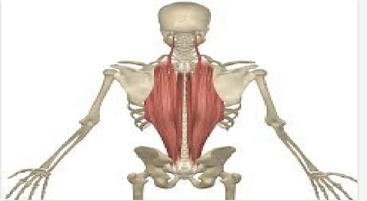 <p>upper body</p>