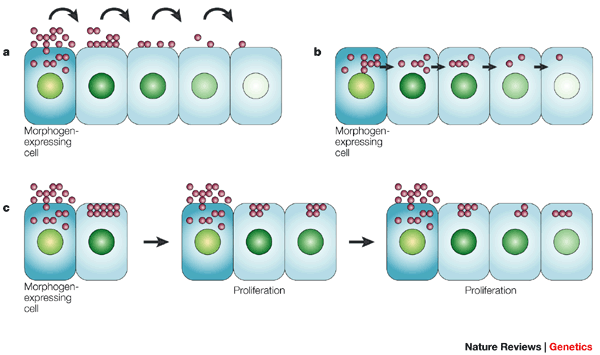 <p>Some cells secrete morphogens, which are signaling chemicals that impact gene expression and differentiation of a cell, and depending on how far away surrounding cells are from the morphogens, they differentiate into a certain type. This means that the concentration gradient of morphogens has an impact on cell specialization</p>