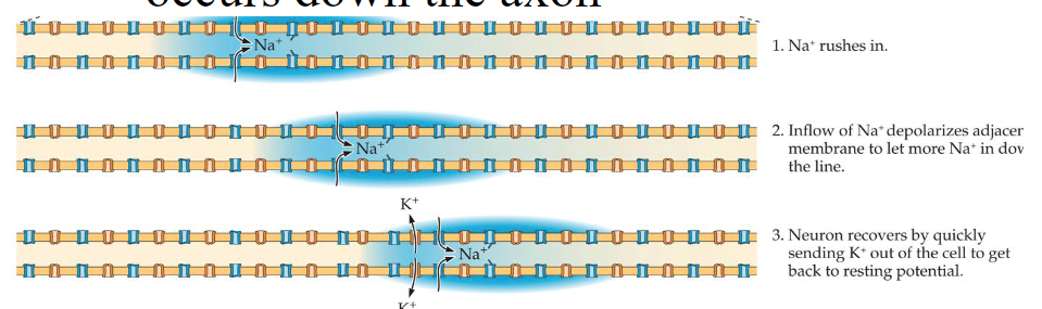 <p>Cells polarized in resting state</p><p>When AP threshold reached, depolarization occurs down the axon</p><p>Neurotransmitters trigger an electrical shift in the post-synaptic neuron, leading to the neuron “firing” an action potential</p><p>Neurons fire in an all-or-none fashion for each action potential, or “spike”</p><p>The number of spikes per second indicates how excited the neuron is</p><p>Each action potential starts near the cell body of a neuron and propagates down the axon towards the axon terminal</p><p>Electrochemical process involves Na+ &amp; K+ ions moving in/out of the neuron</p><p>Entire populations of neurons work in concert to process information</p>