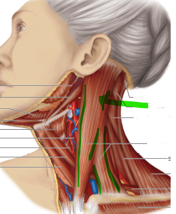 <p>lateral flexion, turns head to opposite sides</p>