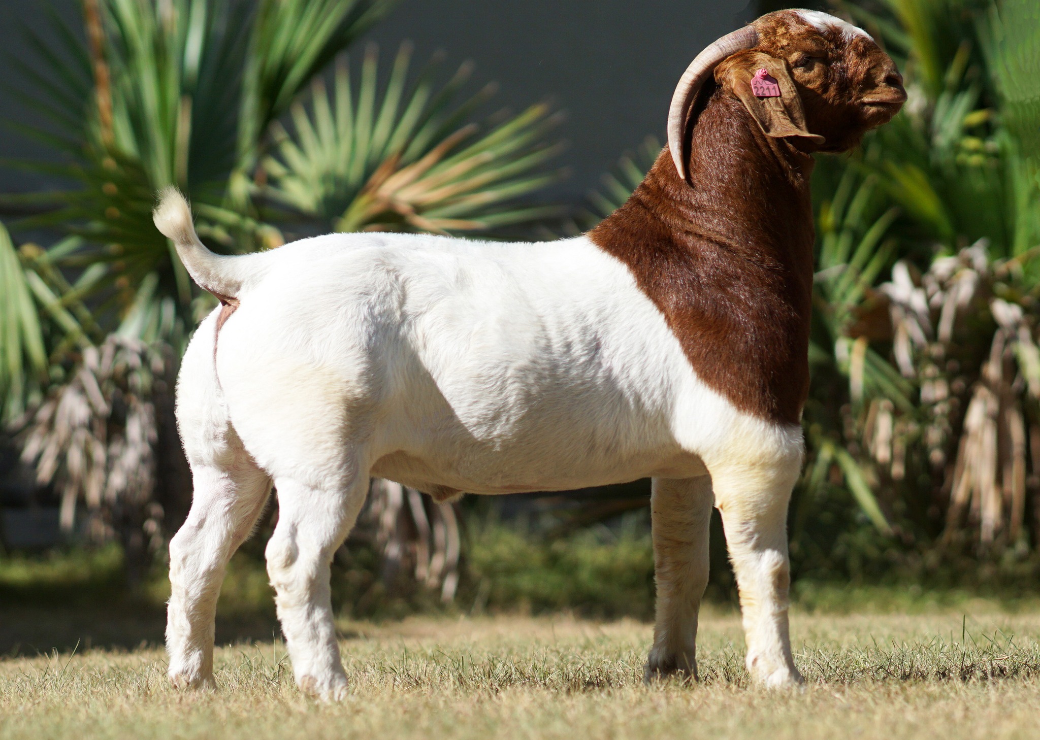 <p>Boer</p>