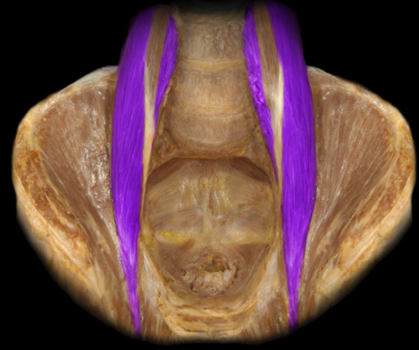 <p>huge, under minor</p><p>(pelvis)</p>